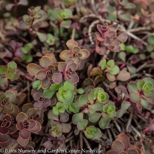 QP Sedum Spurium Bronze Carpet/ Stonecrop - Image 2