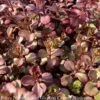QP Sedum Spurium Bronze Carpet/ Stonecrop -Garden Plant Store qp sedum spurium bronze carpet stonecrop