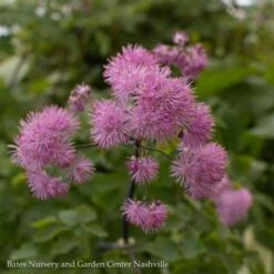QP Thalictrum Aquilegiifolium Black Stockings/ Meadow Rue -Garden Plant Store qp thalictrum aquilegiifolium black stockings mead 1