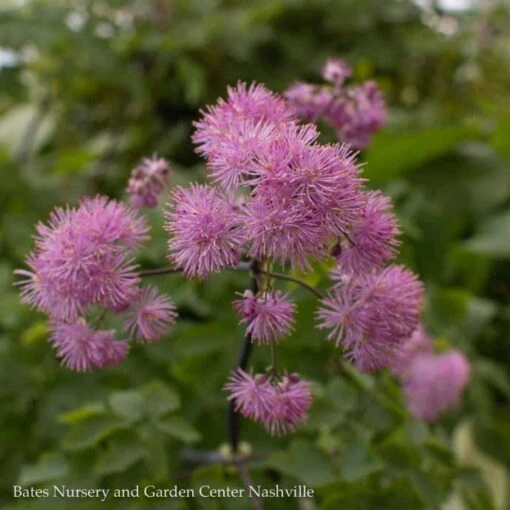 QP Thalictrum Aquilegiifolium Black Stockings/ Meadow Rue - Image 2