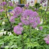 QP Thalictrum Aquilegiifolium Black Stockings/ Meadow Rue -Garden Plant Store qp thalictrum aquilegiifolium black stockings mead