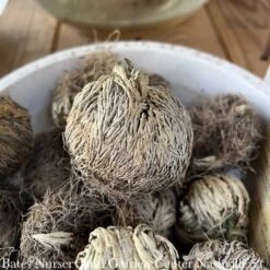 Resurrection Plant Moss1-2"