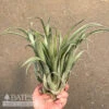 Tillandsia / Air Plant Capitata Green Lrg 6-9" Each -Garden Plant Store tillandsia air plant capitata green lrg 6 9 each