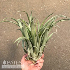Tillandsia / Air Plant Capitata Green Lrg 6-9" Each