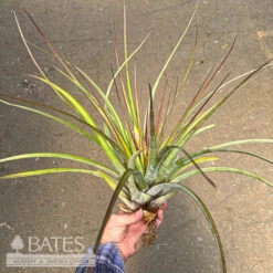 Tillandsia / AirPlant Fasc Tropiflora 10-12"