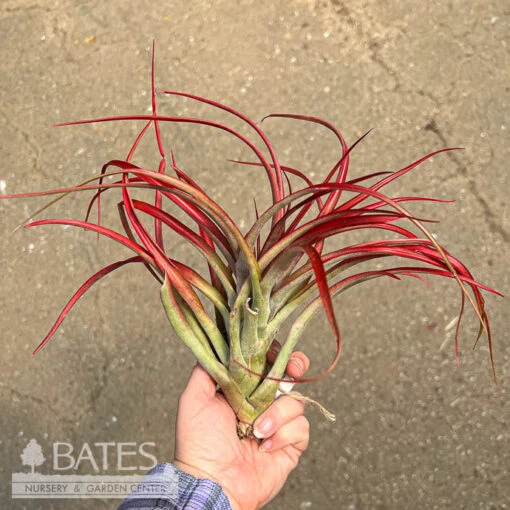 Tillandsia / Air Plant Large Asst Each - Image 2