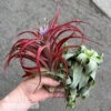 Tillandsia / Air Plant Large Asst Each -Garden Plant Store tillandsia air plant large asst each