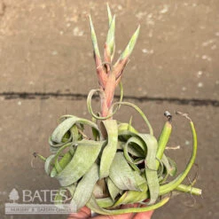 Tillandsia / Air Plant Large Asst Each -Garden Plant Store tillandsia air plant large asst each 2