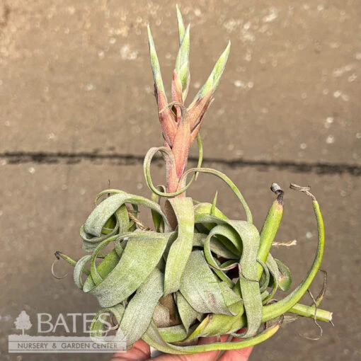 Tillandsia / Air Plant Large Asst Each - Image 3