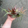 Tillandsia / Air Plant Small Asst Each -Garden Plant Store tillandsia air plant small asst each