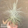 Tillandsia / Air Plant Tectorum 5-6" -Garden Plant Store tillandsia air plant tectorum 5 6