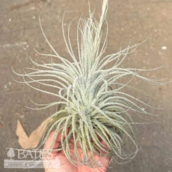 Tillandsia / Air Plant Tectorum 5-6"