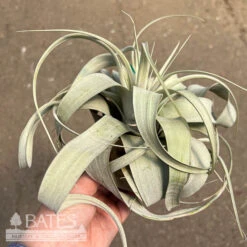Tillandsia / Air Plant Xerographica Med 4-7" Each