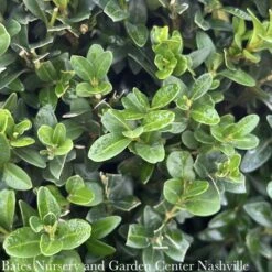 Topiary #10 3-BALL PDL Buxus Sempervirens/ American Boxwood Poodle