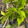 Topiary #15PT Syringa Ivory Silk/ Lilac Patio Tree -Garden Plant Store topiary 15pt syringa ivory silk lilac patio tree