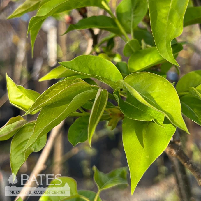Topiary #15PT Syringa Ivory Silk/ Lilac Patio Tree 3 Topiary #15PT Syringa Ivory Silk/ Lilac Patio Tree