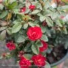 Topiary #2 PT Rosa Petite Knock Out/ Red Miniature Shrub Rose Patio Tree - No Warranty -Garden Plant Store topiary 2 pt rosa petite knock out red miniature s