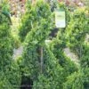 Topiary #2 SPIRAL Buxus X Green Mountain/ Boxwood -Garden Plant Store topiary 2 spiral buxus x green mountain boxwood