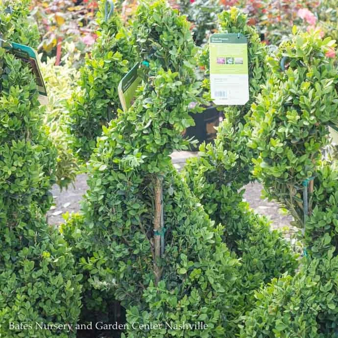 Topiary #2 SPIRAL Buxus X Green Mountain/ Boxwood 3 Topiary #2 SPIRAL Buxus X Green Mountain/ Boxwood