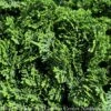 Topiary #3 PT 12" Chamaecyparis Obt Nana/ True Dwarf Hinoki Falsecypress Patio Tree -Garden Plant Store topiary 3 pt 12 chamaecyparis obt nana true dwarf
