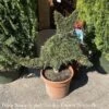 Topiary #3 Thuja Occ Smaragd 'Emerald Green'/ Arborvitae Mini Cat - No Warranty -Garden Plant Store topiary 3 thuja occ smaragd emerald green arborvit