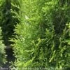 Topiary #3 Thuja Occ Smaragd 'Emerald Green'/Arborvitae Mini Moon - No Warranty