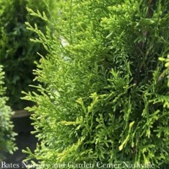Topiary #3 Thuja Occ Smaragd 'Emerald Green'/Arborvitae Mini Moon - No Warranty