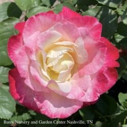 Topiary #5 36" PT Rosa Double Delight/ Red And Cream Hybrid Tea Rose Patio Tree - No Warranty -Garden Plant Store topiary 5 36 pt rosa double delight red and cream 2