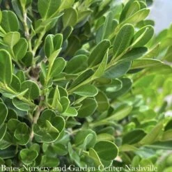 Topiary #5 CONE Buxus Micro Var Japonica Winter Gem/ Boxwood Cone