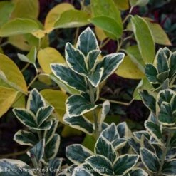 Topiary #5 CONE Euonymus Japonica Silver King/ Variegated -Garden Plant Store topiary 5 cone euonymus japonica silver king varie 1