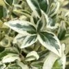 Topiary #5 CONE Euonymus Japonica Silver King/ Variegated -Garden Plant Store topiary 5 cone euonymus japonica silver king varie