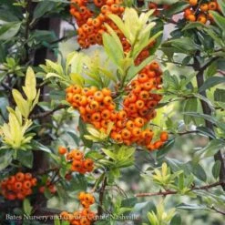Topiary #5 ESP Pyracantha Aug Yukon Belle/ Firethorn Espalier -Garden Plant Store topiary 5 esp pyracantha aug yukon belle firethorn 4