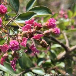Topiary #5 PT Lagerstroemia Mimie 'Fuchsia'/ Weeping Crape Myrtle Patio Tree