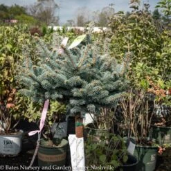 Topiary #5 PT Picea Pun Globosa/ Dwarf Globe Blue Spruce Patio Tree -Garden Plant Store topiary 5 pt picea pun globosa dwarf globe blue sp 2
