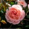 Topiary #5 PT Rosa Apricot Drift/ Shrub Rose Patio Tree - No Warranty -Garden Plant Store topiary 5 pt rosa apricot drift shrub rose patio t