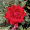 Topiary #5 PT Rosa DOUBLE Knock Out/ Red Shrub Rose Patio Tree - No Warranty -Garden Plant Store topiary 5 pt rosa double knock out red shrub rose
