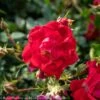 Topiary #5 PT Rosa Red Drift/ Shrub Rose Patio Tree - No Warranty -Garden Plant Store topiary 5 pt rosa red drift shrub rose patio tree