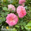 Topiary #5 PT Rosa Sweet Drift/ Shrub Rose Patio Tree - No Warranty -Garden Plant Store topiary 5 pt rosa sweet drift shrub rose patio tre