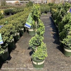 Topiary #5 SPIRAL Buxus X Green Mountain/ Boxwood -Garden Plant Store topiary 5 spiral buxus x green mountain boxwood 3