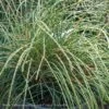 Topiary #5PT Thuja Plicata Whipcord/ Threadleaf Arborvitae Patio Tree -Garden Plant Store topiary 5pt thuja plicata whipcord threadleaf arbo