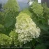 Topiary #7 3' STD Hydrangea Pan Limelight/ White Panicle Patio Tree 1 Topiary #7 3' STD Hydrangea Pan Limelight/ White Panicle Patio Tree -Garden Plant Store topiary 7 3 std hydrangea pan limelight white pani