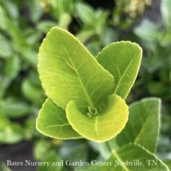 Topiary #7 ESP Euonymus Kiat Manhattan/ Espalier -Garden Plant Store topiary 7 esp euonymus kiat manhattan espalier 2