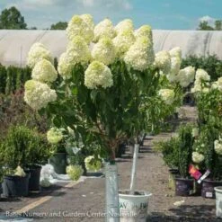 Topiary #7 PT Hydrangea Pan Limelight/ White Panicle Patio Tree -Garden Plant Store topiary 7 pt hydrangea pan limelight white panicle 2