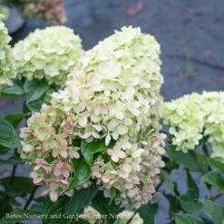Topiary #7 PT Hydrangea Pan PW Little Lime/ White Panicle Patio Tree