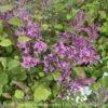 Topiary #7 PT Syringa Bloomerang Dark Purple/ Reblooming Lilac Patio Tree -Garden Plant Store topiary 7 pt syringa bloomerang dark purple rebloo