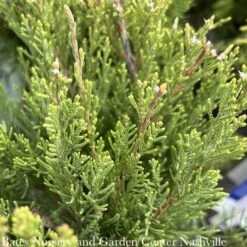 Topiary #7 SP Juniperus Chin Mint Julep/ Chinese Juniper Spiral