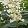 Topiary #7PT Hydrangea Pan Pink Diamond/ Panicle Patio Tree -Garden Plant Store topiary 7pt hydrangea pan pink diamond panicle pat