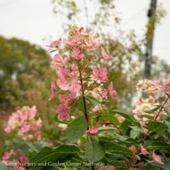 Topiary #7PT Hydrangea Pan Pink Diamond/ Panicle Patio Tree -Garden Plant Store topiary 7pt hydrangea pan pink diamond panicle pat 2
