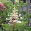 Topiary #7PT Hydrangea Pan Pinky Winky/Panicle White To Dark Red Patio Tree -Garden Plant Store topiary 7pt hydrangea pan pinky winky panicle whit