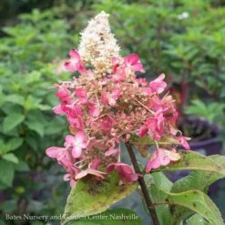 Topiary #7PT Hydrangea Pan Pinky Winky/Panicle White To Dark Red Patio Tree -Garden Plant Store topiary 7pt hydrangea pan pinky winky panicle whit 2